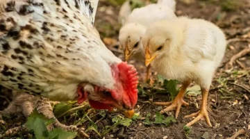 تحركات متفاوتة.. أسعار الكتاكيت ببورصة الدواجن الخميس 8-1-2026